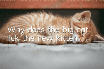 Why does the big cat lick the new kitten?