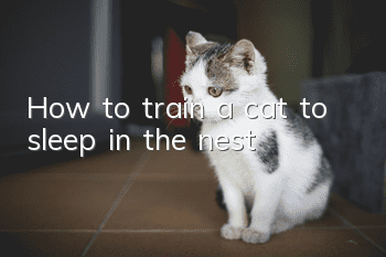 How to train a cat to sleep in the nest