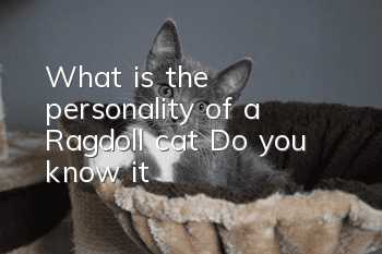 What is the personality of a Ragdoll cat? Do you know it?
