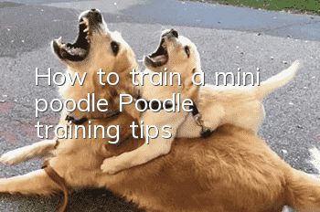 How to train a mini poodle? Poodle training tips!