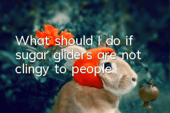 What should I do if sugar gliders are not clingy to people?