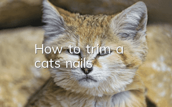 How to trim a cat's nails