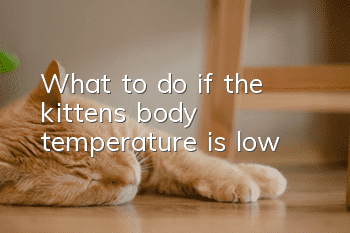 What to do if the kitten’s body temperature is low
