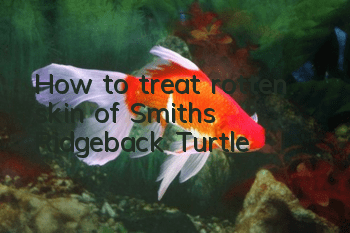 How to treat rotten skin of Smith's Ridgeback Turtle