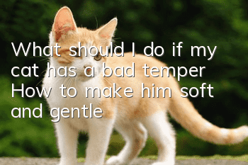 What should I do if my cat has a bad temper? How to make him soft and gentle!