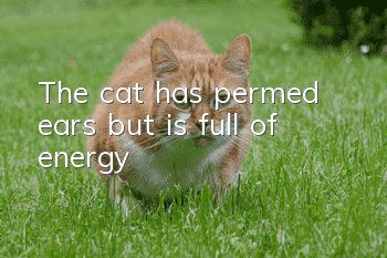The cat has permed ears but is full of energy