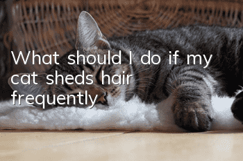 What should I do if my cat sheds hair frequently?