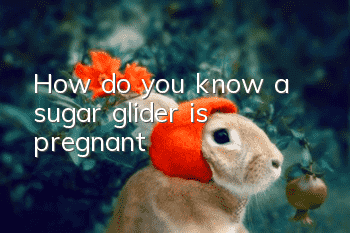 How do you know a sugar glider is pregnant?