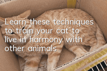 Learn these techniques to train your cat to live in harmony with other animals!
