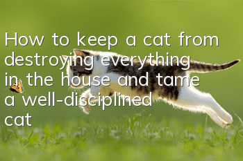 How to keep a cat from destroying everything in the house and tame a well-disciplined cat?