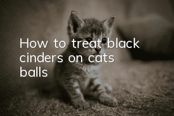 How to treat black cinders on cat’s balls