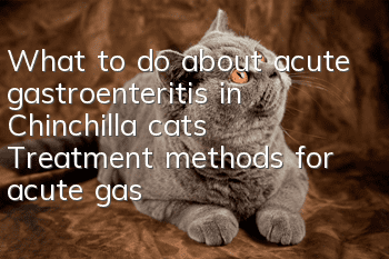 What to do about acute gastroenteritis in Chinchilla cats? Treatment methods for acute gastroenteritis in Chinchilla cats!