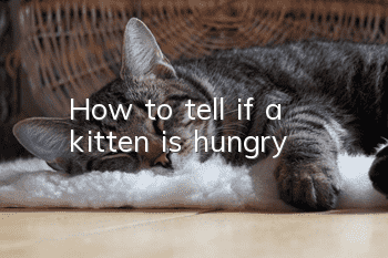 How to tell if a kitten is hungry