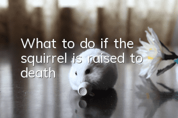 What to do if the squirrel is raised to death?