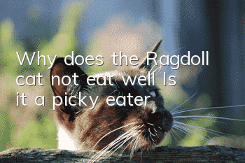 Why does the Ragdoll cat not eat well? Is it a picky eater?