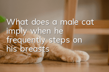 What does a male cat imply when he frequently steps on his breasts?