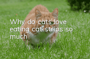 Why do cats love eating cat strips so much?