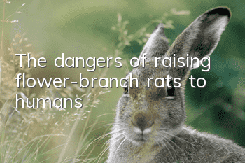 The dangers of raising flower-branch rats to humans