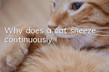 Why does a cat sneeze continuously?