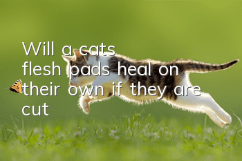 Will a cat's flesh pads heal on their own if they are cut?