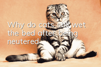 Why do cats still wet the bed after being neutered?