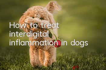 How to treat interdigital inflammation in dogs?