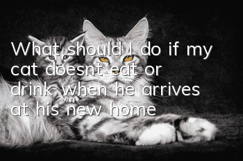 What should I do if my cat doesn’t eat or drink when he arrives at his new home?