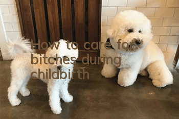 How to care for bitches during childbirth