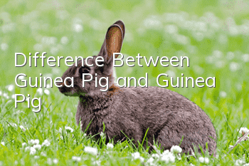 Difference Between Guinea Pig and Guinea Pig