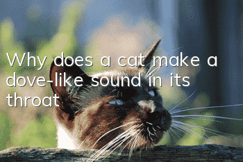 Why does a cat make a dove-like sound in its throat?