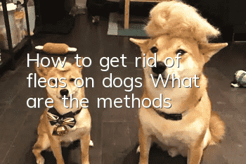How to get rid of fleas on dogs? What are the methods?
