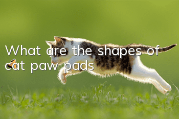 What are the shapes of cat paw pads?