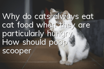 Why do cats always eat cat food when they are particularly hungry? How should poop scoopers feed cat food?