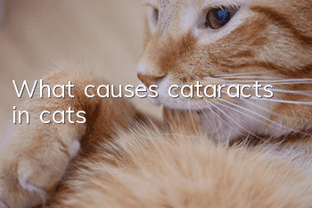 What causes cataracts in cats