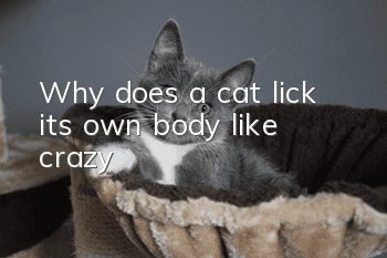 Why does a cat lick its own body like crazy?