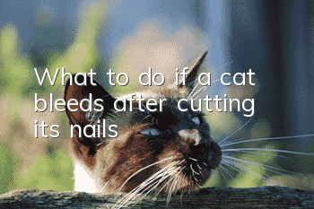 What to do if a cat bleeds after cutting its nails