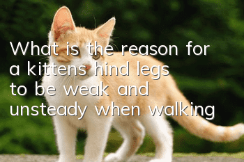 What is the reason for a kitten’s hind legs to be weak and unsteady when walking?
