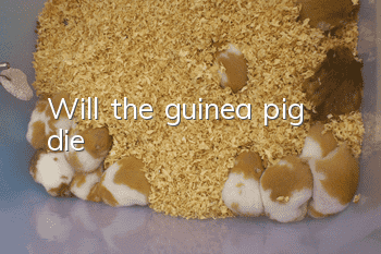 Will the guinea pig die?