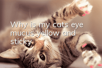 Why is my cat’s eye mucus yellow and sticky?