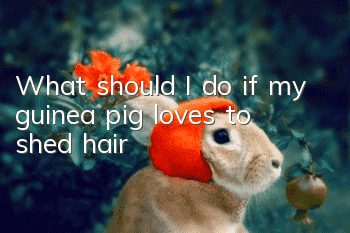 What should I do if my guinea pig loves to shed hair?