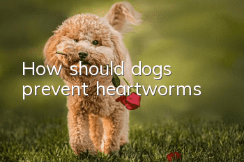 How should dogs prevent heartworms?