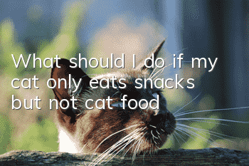 What should I do if my cat only eats snacks but not cat food?