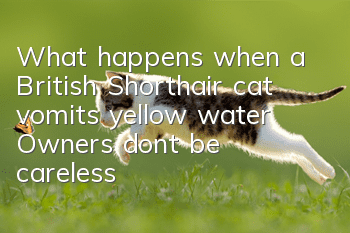What happens when a British Shorthair cat vomits yellow water? Owners, don’t be careless!