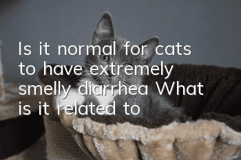 Is it normal for cats to have extremely smelly diarrhea? What is it related to?