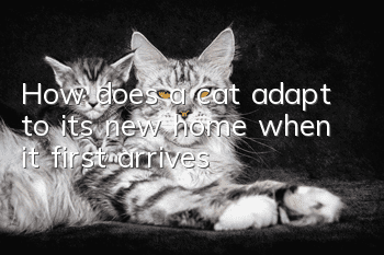 How does a cat adapt to its new home when it first arrives?