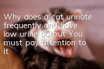 Why does a cat urinate frequently and have low urine output? You must pay attention to it!