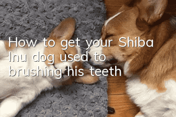 How to get your Shiba Inu dog used to brushing his teeth?