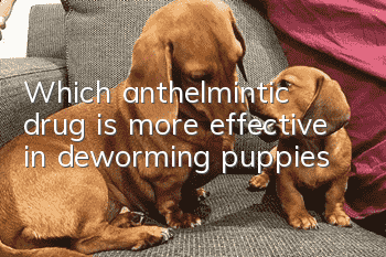 Which anthelmintic drug is more effective in deworming puppies?