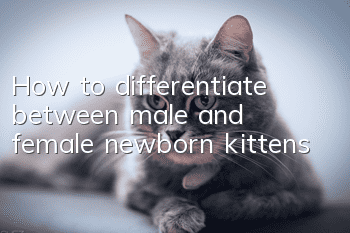 How to differentiate between male and female newborn kittens