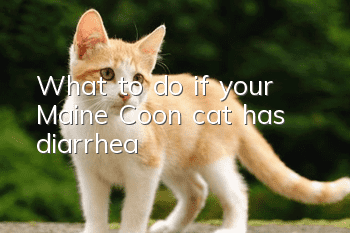 What to do if your Maine Coon cat has diarrhea?